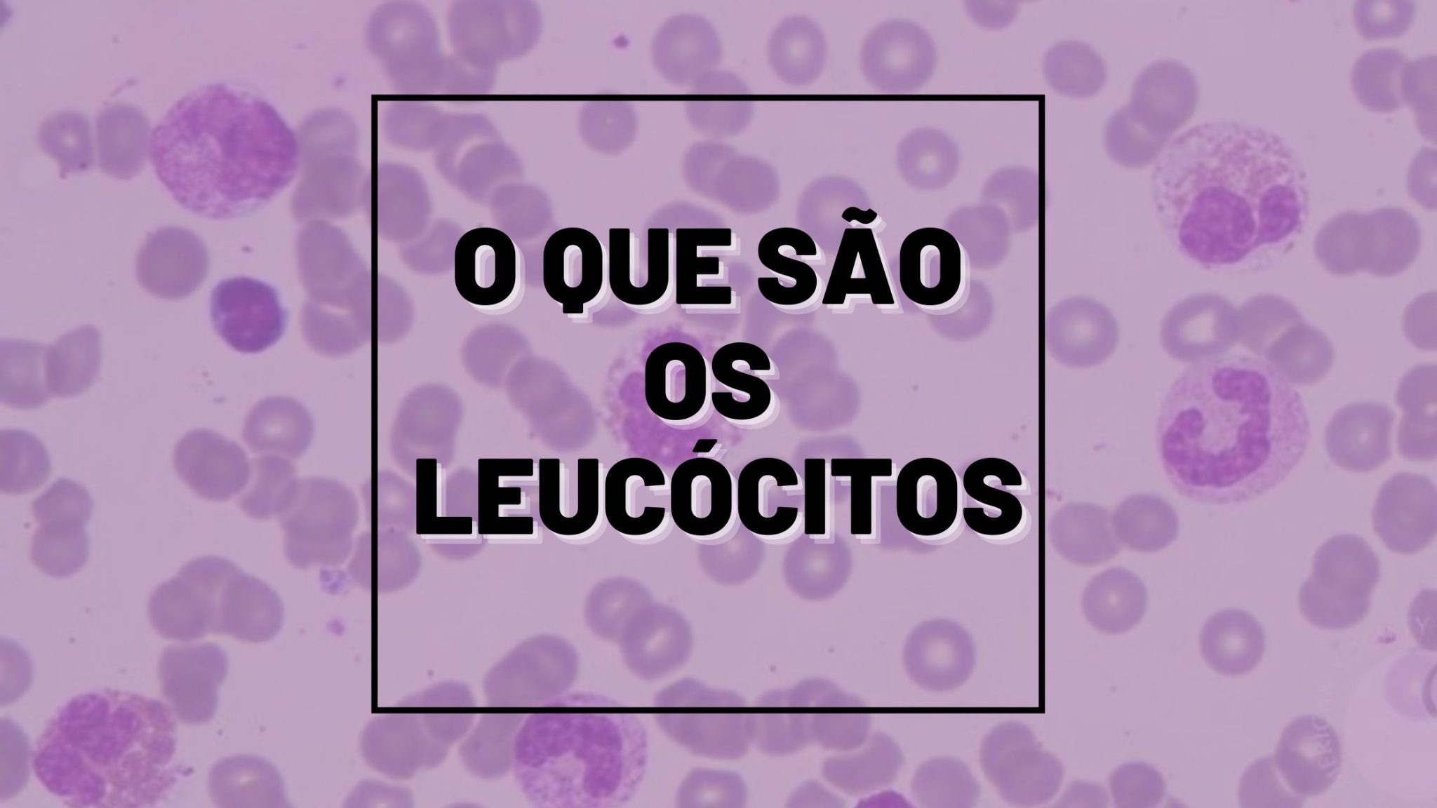 O Que S O Os Leuc Citos No Hemograma Hematologia Na Bancada