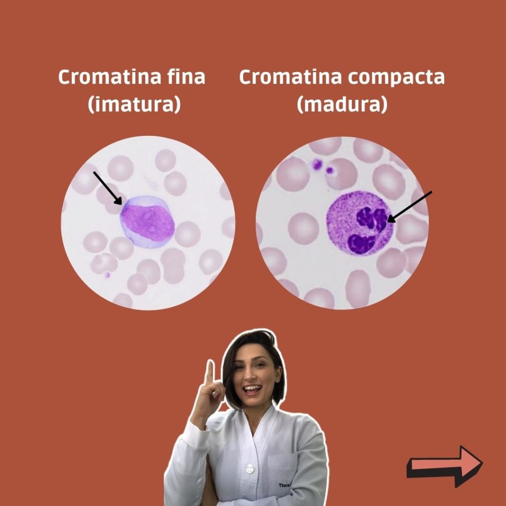 Cromatina nuclear para definir as células e identificá-las