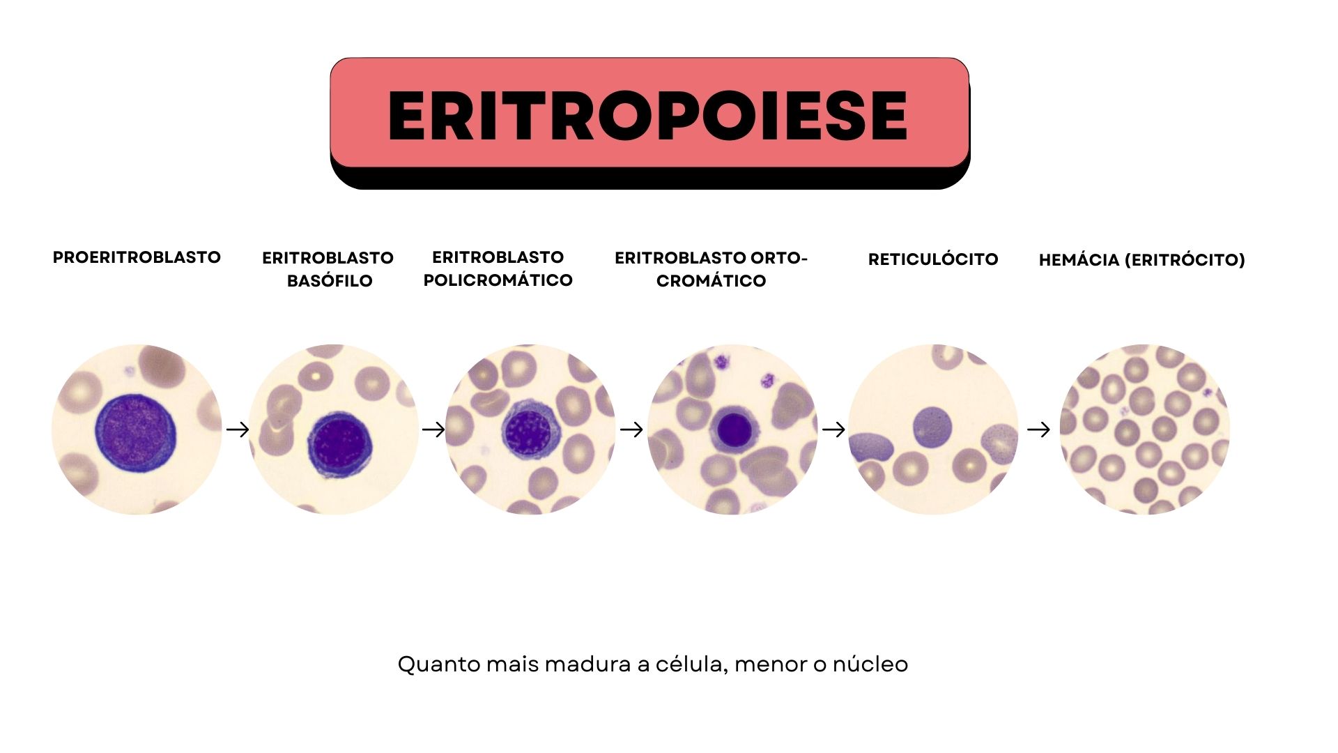 eritropoiese a produção de hemacias